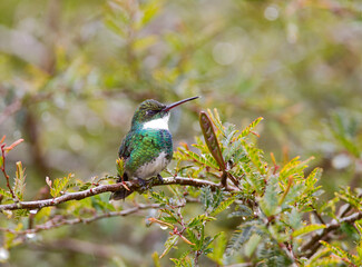 Witkeelkolibrie, White-throated Hummingbird, Leucochloris albicollis