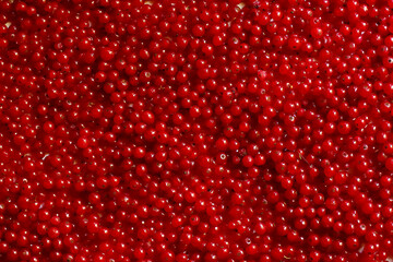 red currant berries texture background
