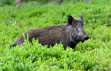 Wild zwijn, Wild boar, Sus scrofa