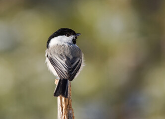 Willow Tit; Matkopmees; Poecile montana