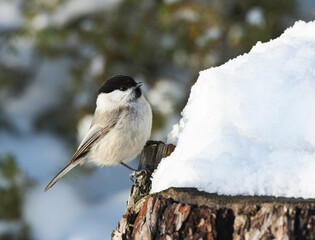 Willow Tit; Matkopmees; Poecile montana