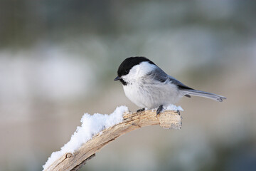 Willow Tit; Matkopmees; Poecile montana