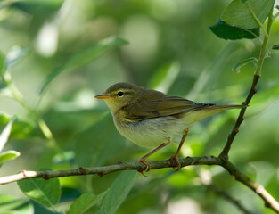 Obraz premium Fitis, Willow Warbler, Phylloscopus trochilus
