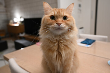 遊びたい猫（マンチカン）