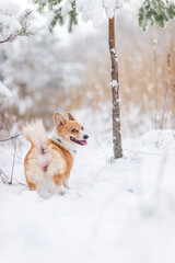 happy welsh corgi pembroke dog playing in the snow
