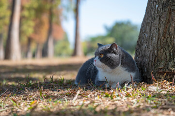 Obraz premium British shorthair cat lying on the grass beside the tree