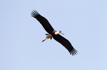 Woolly-necked Stork, Ciconia episcopus