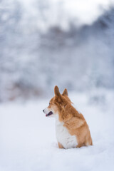 happy welsh corgi pembroke dog playing in the snow
