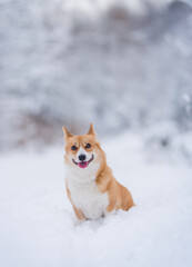 happy welsh corgi pembroke dog playing in the snow