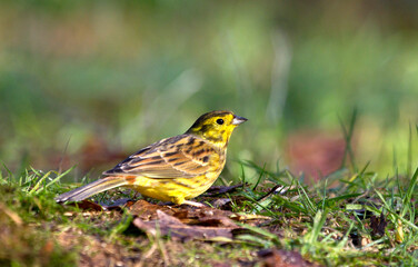 Geelgors, Yellowhammer, Emberiza citrinella
