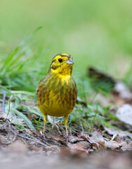 Geelgors, Yellowhammer, Emberiza citrinella