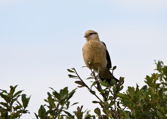 Yellow-headed Caracara, Milvago chimachima