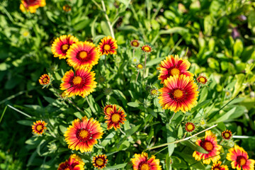 red and yellow flowers