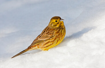 Geelgors, Yellowhammer, Emberiza citrinella