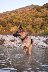 Active walk with pet dog in fresh air in nature. Adult black and red German Shepherd dog plays in water in cold quiet mountain river and enjoys life.