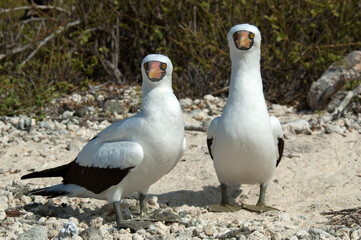 Nazca Booby, Nazca Gent, Sula granti