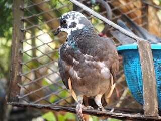 Pigeon on a fence in the temple