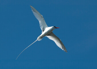 Roodsnavelkeerkringvogel, Red-billed Tropicbird, Phaethon aether