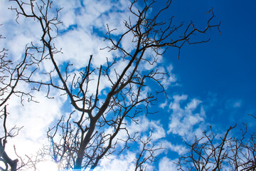 Blue cloudy sky landscape with tree branches. With the arrival of autumn, tree branches that have lost their leaves.