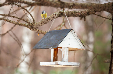 Bird feeders of handmade on tree trunk in park. Homemade grain feeder for wintering birds