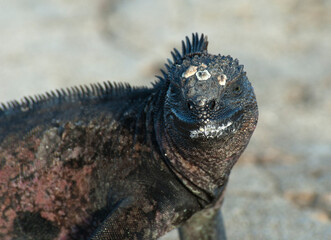 Zeeleguaan, Marine Iguana, Amblyrhynctus cristatus