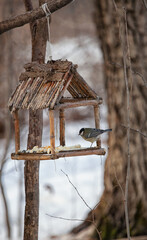 Bird feeders of handmade on tree trunk in park. Homemade grain feeder for wintering birds