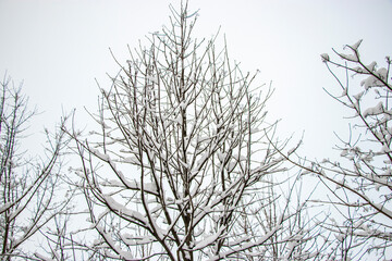 Obraz premium Snow on the tree branches. Winter View of trees covered with snow. The severity of the branches under the snow. Snowfall in nature