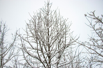 Snow on the tree branches. Winter View of trees covered with snow. The severity of the branches under the snow. Snowfall in nature