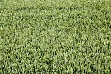 activity agriculture for the cultivation of cereals