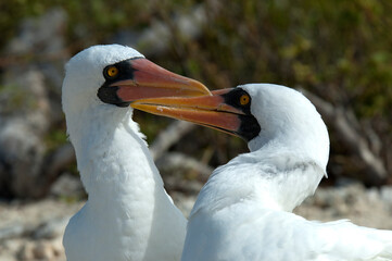 Nazca Booby, Nazca Gent, Sula granti