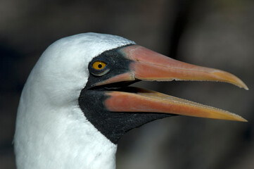 Nazca Booby, Nazca Gent, Sula granti