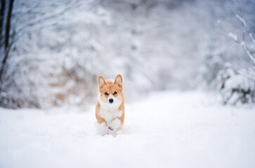Naklejka na ściany i meble happy welsh corgi pembroke dog playing in the snow