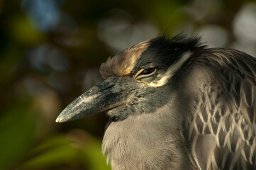 Geelkruinkwak, Yellow-crowned Night-Heron, Nyctanassa violacea
