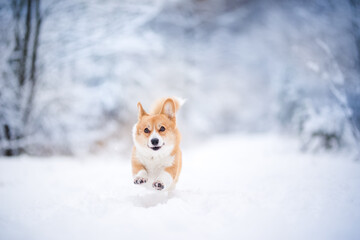 happy welsh corgi pembroke dog playing in the snow