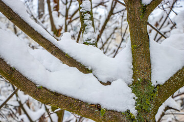 Snow on the tree branches. Winter View of trees covered with snow. The severity of the branches under the snow. Snowfall in nature