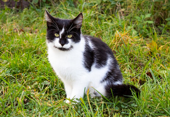 black and white cat in the wild