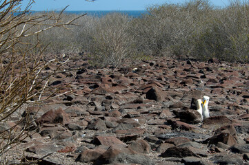 Galapagosalbatros, Waved Albatross, Phoebastria irrorata
