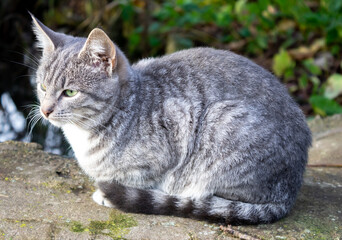 gray cat sitting on a stone