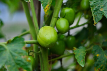 Fresh green tomatoes grown in plantations