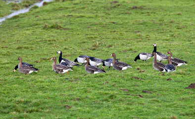 Brandgans, Barnacle Goose, Branta leucopsis, Kolgans; Greater White-fronted Goose; Anser albifrons