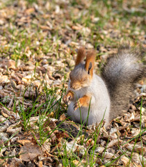 Red squirrel in the autumn park.