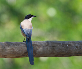 Blauwe Ekster, Azure-winged Magpie, Cyanopica; cyanus