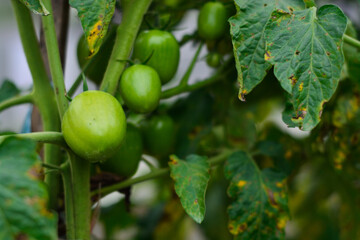 Fresh green tomatoes grown in plantations