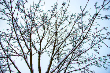 Snow on the tree branches. Winter View of trees covered with snow. The severity of the branches under the snow. Snowfall in nature