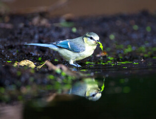 Pimpelmees, Blue Tit, Cyanistes caeruleus