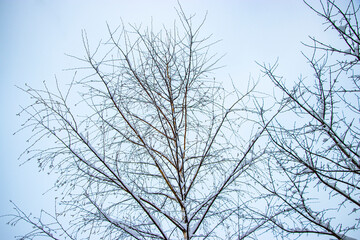 Snow on the tree branches. Winter View of trees covered with snow. The severity of the branches under the snow. Snowfall in nature