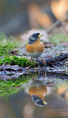 Keep, Bramling, Fringilla montifringilla