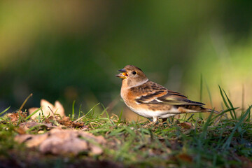 Keep, Bramling, Fringilla montifringilla
