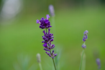 Lavender in own garden with grass in the background.