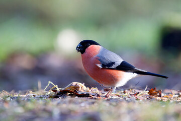 Goudvink, Bullfinch, Pyrrhula pyrrhula
